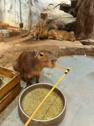 -Zoolung Zoolung动物主题公园(海信广场店)