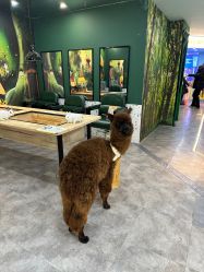 -神奇动物撸宠馆·羊驼·小浣熊·异宠(豫园店)