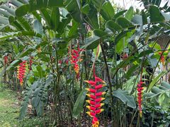 -中国科学院西双版纳热带植物园