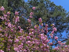 -铁山坪森林公园