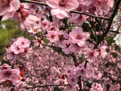 -金鸡湖桃花岛