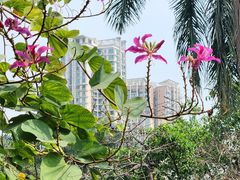-晓港公园