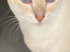 -Cappucimeow猫咪咖啡馆(韦伯时代店)