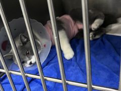 -中农国际动物医院24小时·猫科·骨科·急重症中心