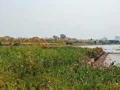 -海珠湖公园