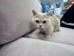 -喵百万·布偶·蓝金金渐层英短·猫舍(百子湾店)