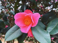 -八大山人梅湖景区