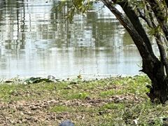 -洱海月湿地公园