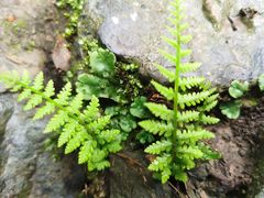 -阳台山自然风景区