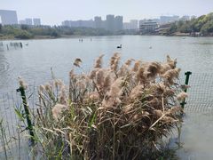 -五缘湾湿地公园