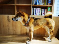 -是阿柴呀！柴犬咖啡·爱喵喵猫咖
