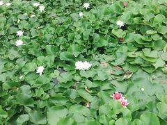 -绿堤公园
