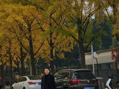 -三里屯东五街银杏大道