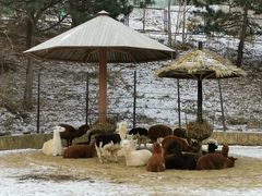 -大连森林动物园