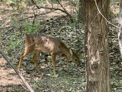 -北京麋鹿生态实验中心