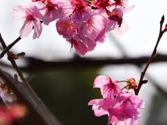 -顾村公园