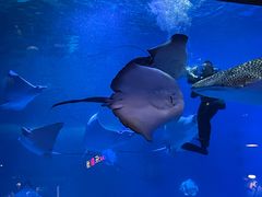 -烟台海昌鲸鲨海洋公园