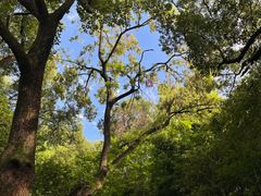 -上海佘山国家森林公园天马山园