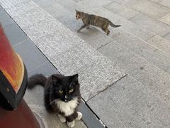 -圆通寺