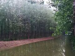 -合肥滨湖国家森林公园