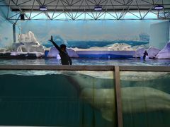 -秦皇岛乐岛海洋王国