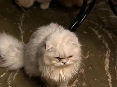 -猫猫幼稚园·撸猫·桌游·电玩