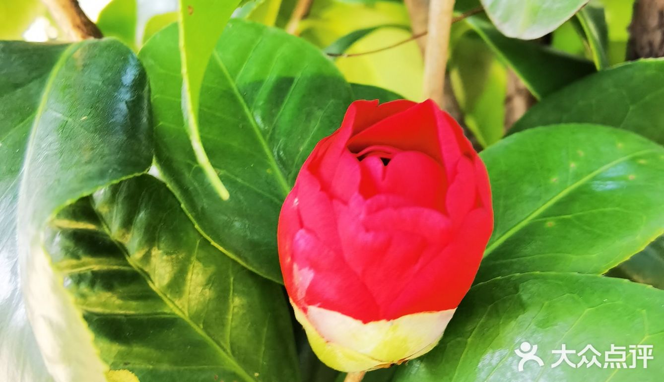 御花園位置就在正門入口右手邊