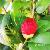御花園位置就在正門入口右手邊