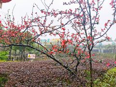 -陶然居·重庆菜(生态园店)