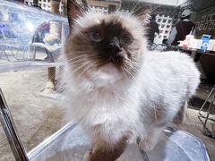 -浣熊柯尔鸭土拨鼠·电玩咖