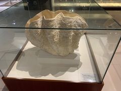 -青岛贝壳博物馆