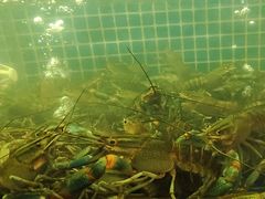 -冶建镜子·老南昌大排档·江西虾王(总店)