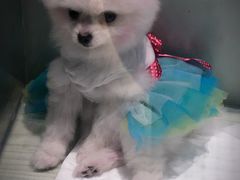 -momokira米努特·德文卷毛猫·棉花面纱犬