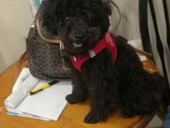 -多卡布奇宠物生活馆(上林世家店)