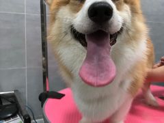 -宠福鑫康馨动物医院·骨科·眼科