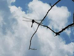 -碓臼峪自然风景区