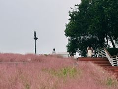 -贡湖湾湿地公园