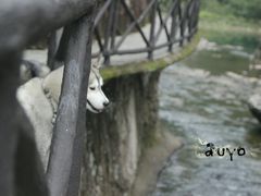 -楠溪江石桅岩