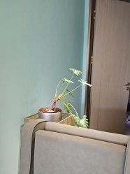 -云南吴氏嘉美医疗美容医院