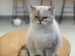 -Heymao猫咖.咖啡厅(东门店)