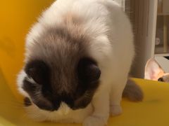 -柚子猫舍·精品猫舍购猫·猫咪认养·购宠·宠物店