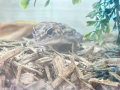 -酷以爬仙阁实体爬宠店·守宫·蜥蜴·专业繁育