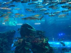-迪拜水族馆及水下动物园