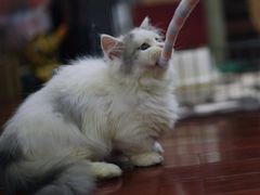 -momokira米努特·德文卷毛猫·棉花面纱犬