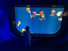 -海合安成都极地海洋公园