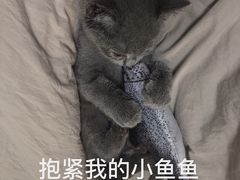 -艾贝尔宠物医院·24H转诊中心·肿瘤猫专科(江宁双龙店)