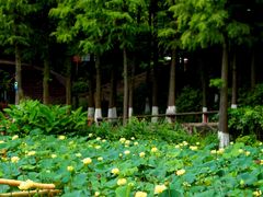 -广州莲花山旅游区