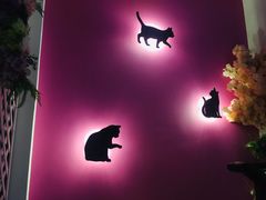 -70cat德文卷毛猫·缅因猫纯种猫舍