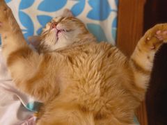 -PETKIT小佩宠物·低压洗护(国顺东路店)