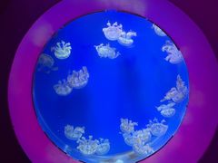 -海合安武汉极地海洋公园